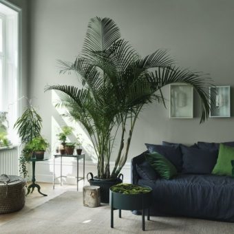 Лучшие сорта пальм для дизайна квартиры: фото и названия