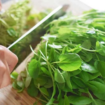 Кресс-салат: выращивание, уход, полезные свойства