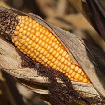Семена кукурузы: выбираем лучший сорт
