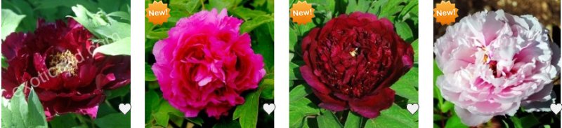 Деревовидні півонії для саду